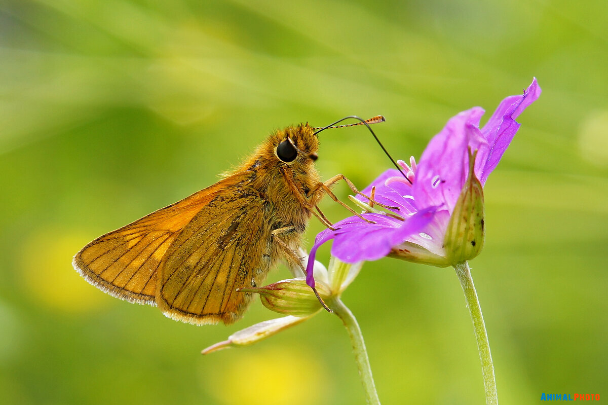   (Ochlodes sylvanus )