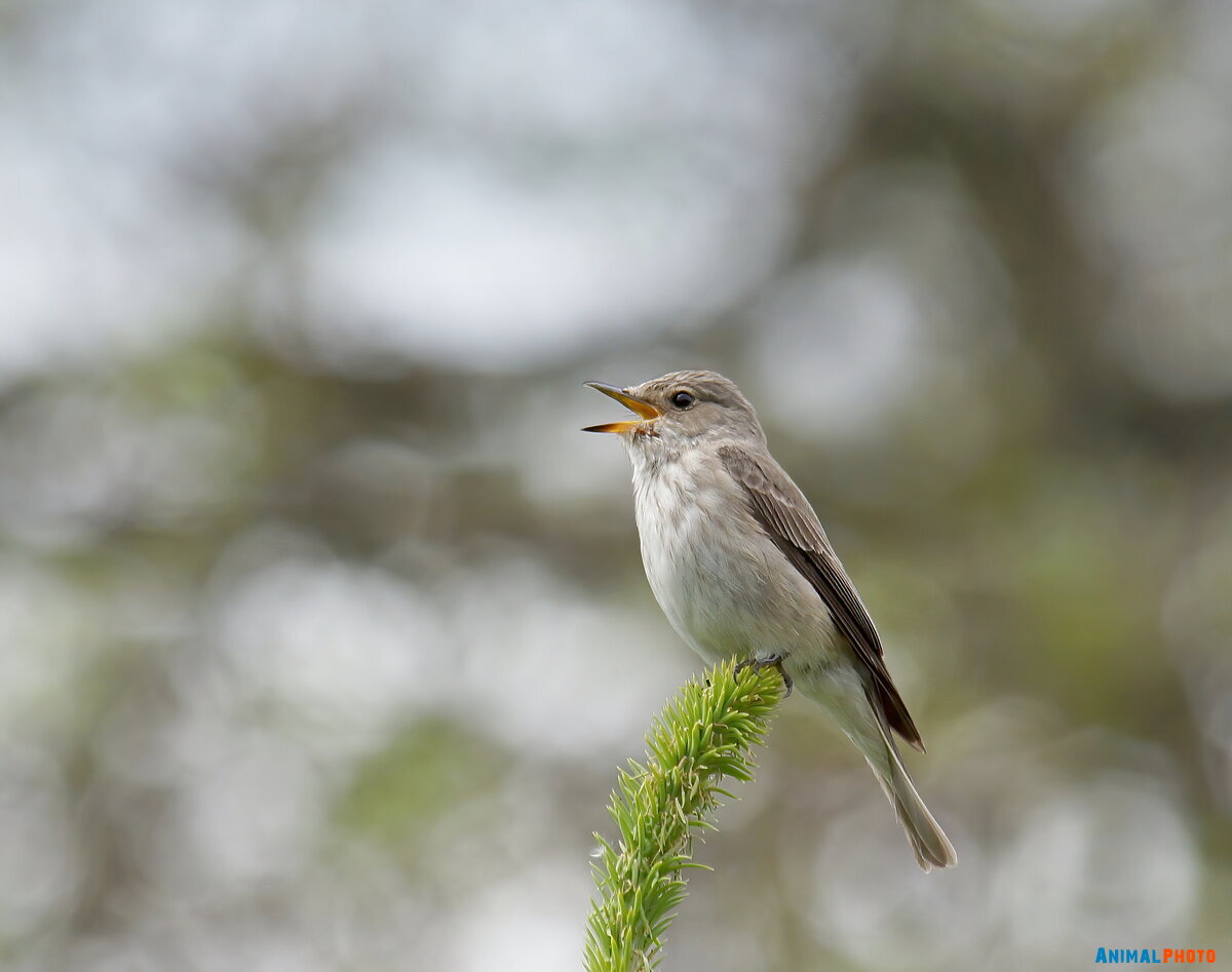   (Muscicapa striata)