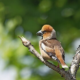 ������������ ������� (Coccothraustes coccothraustes)