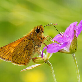   (Ochlodes sylvanus )