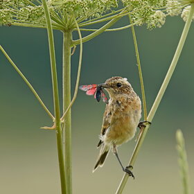   (Saxicola rubetra)
