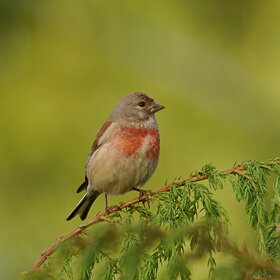 ���������� (Acanthis cannabina)
