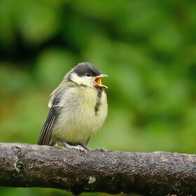   (Parus major)