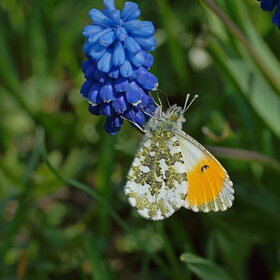 ������, ��� ������ (Anthocharis cardomines)