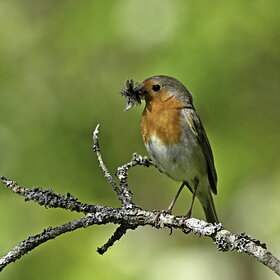 () (Erithacus rubecula)