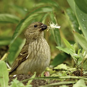  (Carpodacus erythrinus) 