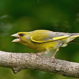   (Carduelis chloris)